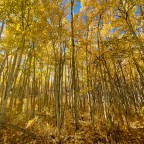 Vulnerability Management